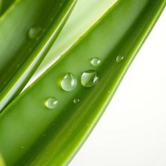 Maseczka z aloesu – naturalny sposób na nawilżenie i regenerację skóry